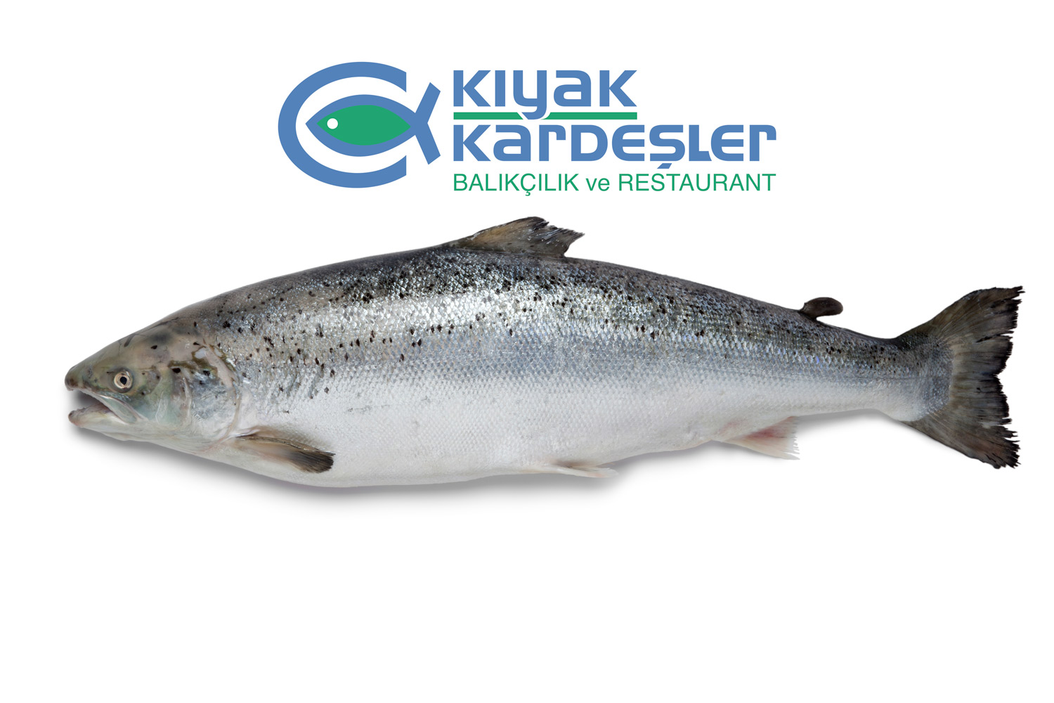 https://www.kiyaksuurunleri.com/image/1712483740-1730843814.jpeg